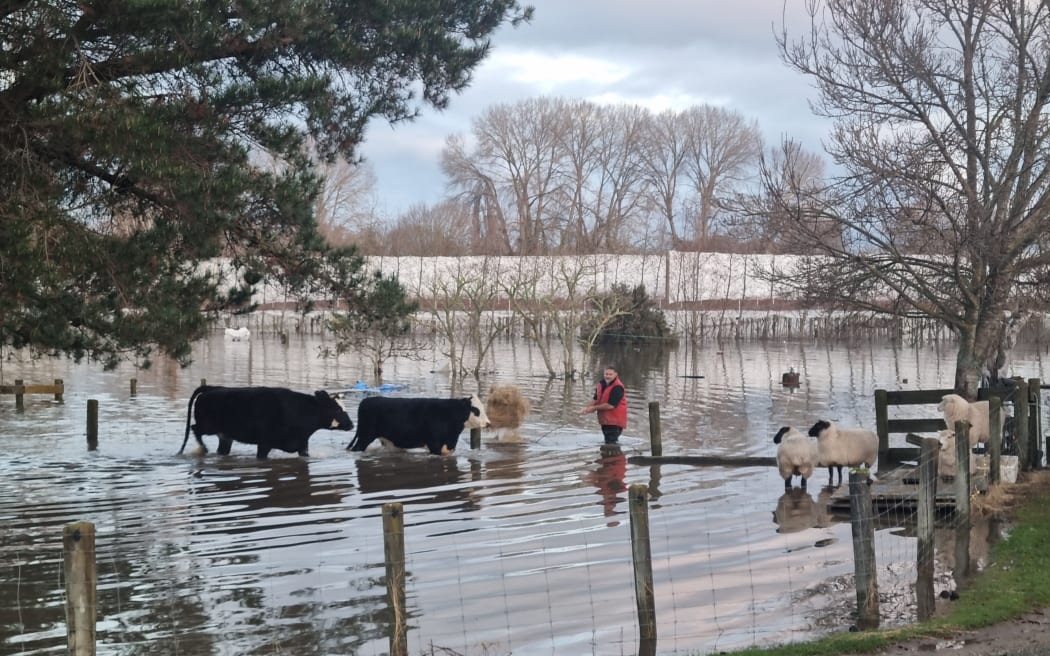 Pouesi Fitisemanu towing feed out for his animals on his flooded Riwaka property.