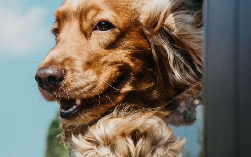 Dog travelling in a car
