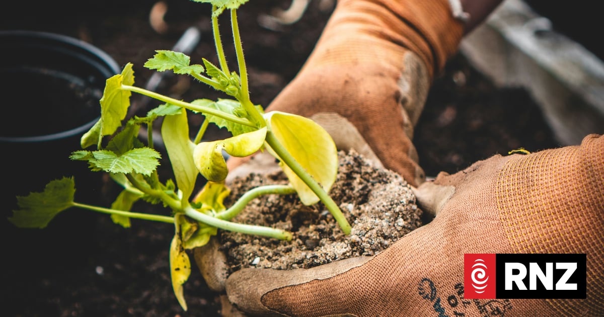 Many swear by gardening as a mood booster - does the evidence back this ...