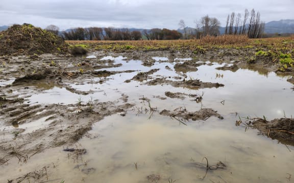 A maize crop flooded after cyclones and months of rain hit Tairāwhiti in 2023