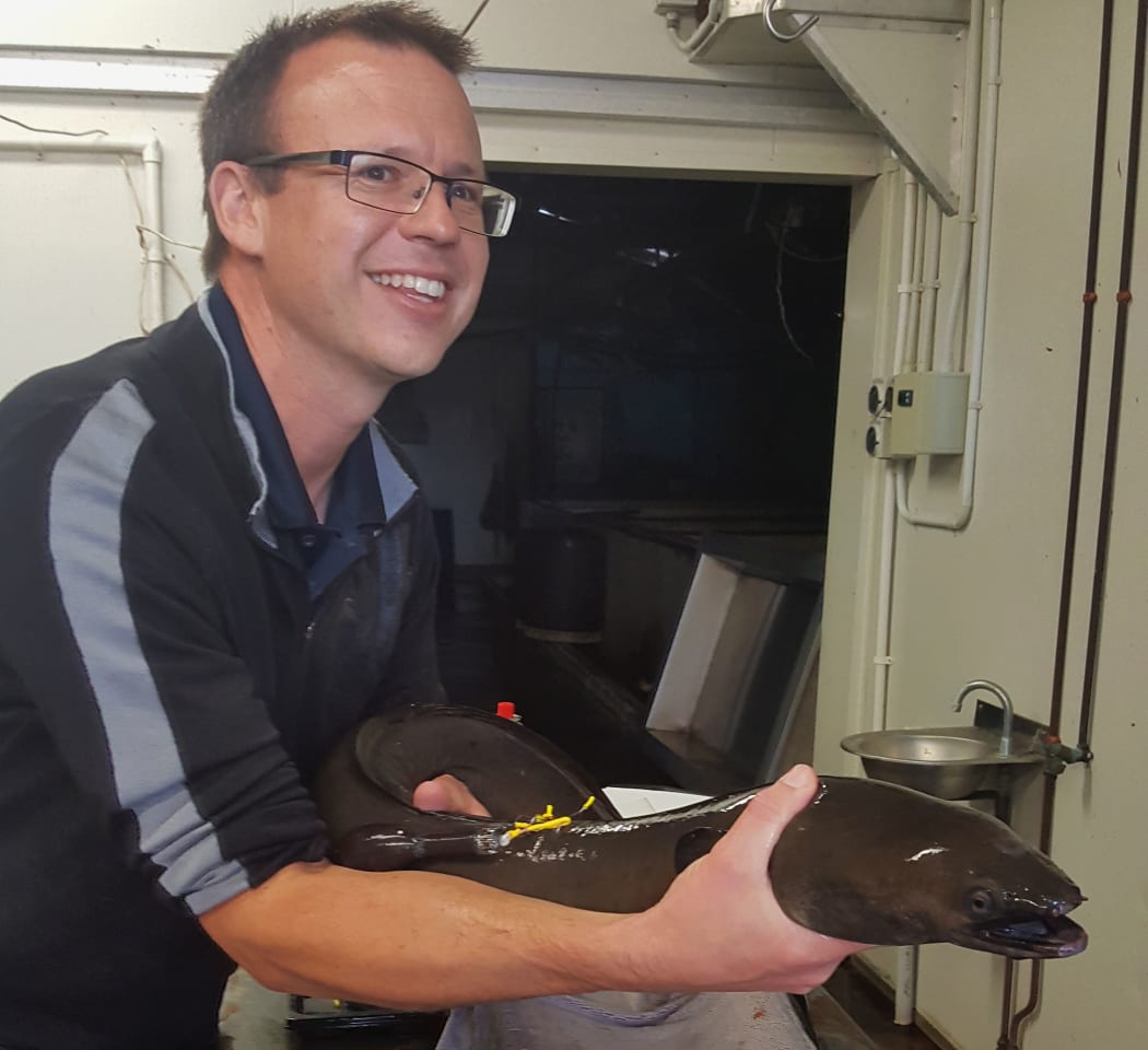 NIWA freshwater ecologist Paul Franklin with a large female longfin eel fitted with a satellite tag.