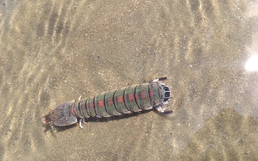 Female mantis shrimp, aka Heterosquilla tricarinata.