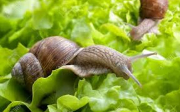 snail