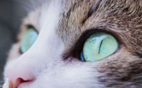 Cat's eyes
