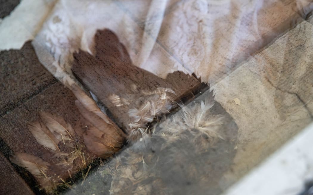 An abandoned set of shops in Upper Hutt's Queen St has caused distress amongst residents due to the smell, rotting dead pigeons and plants growing right next to the shopping centre.