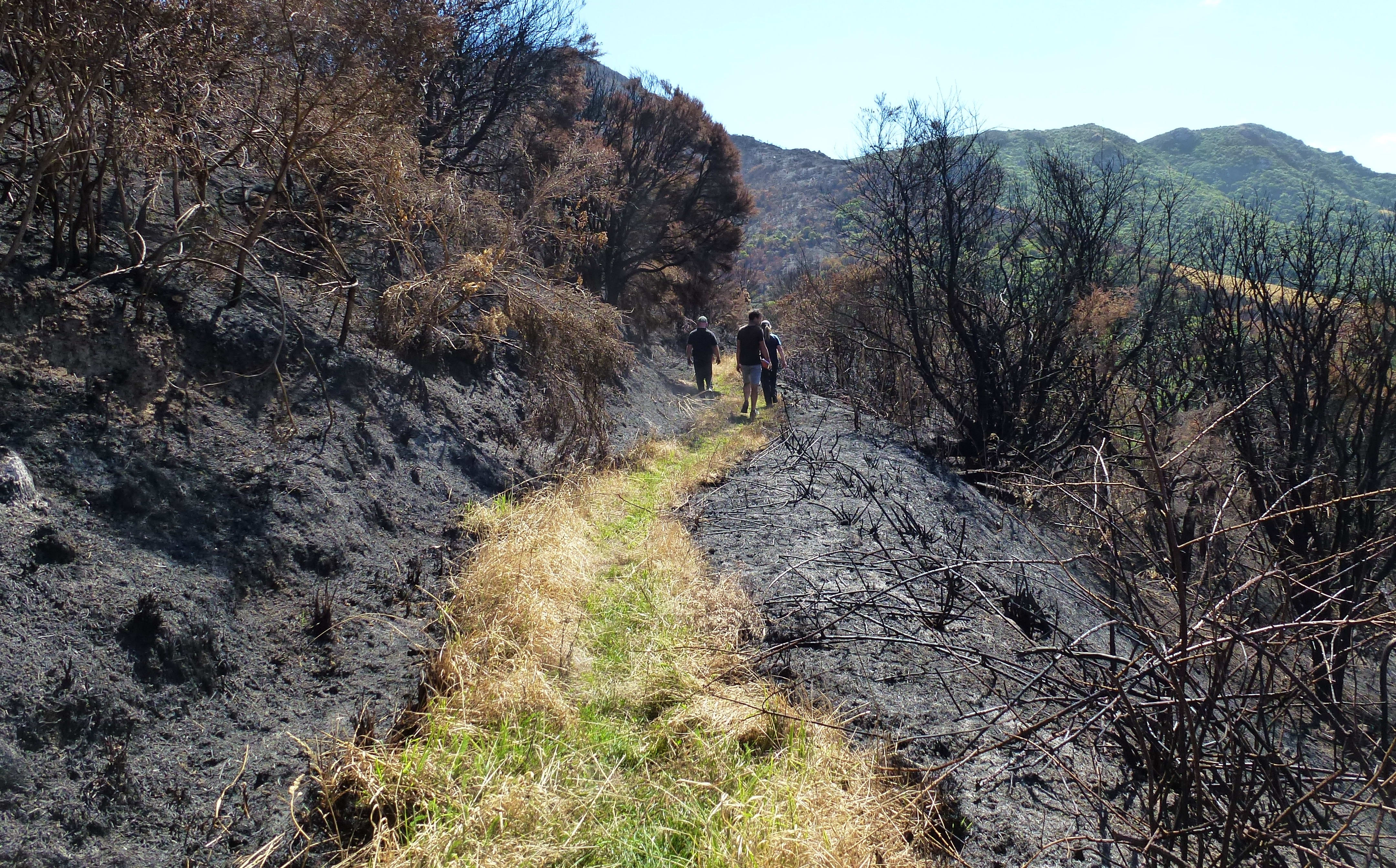 Port Hills fire damage:Ohinetahi Bush Reserve