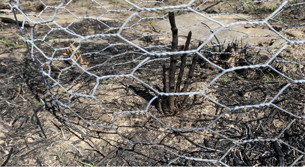 Along a large strip of land next to the road and the lake where many natives were growing, charred sticks and stumps remain.