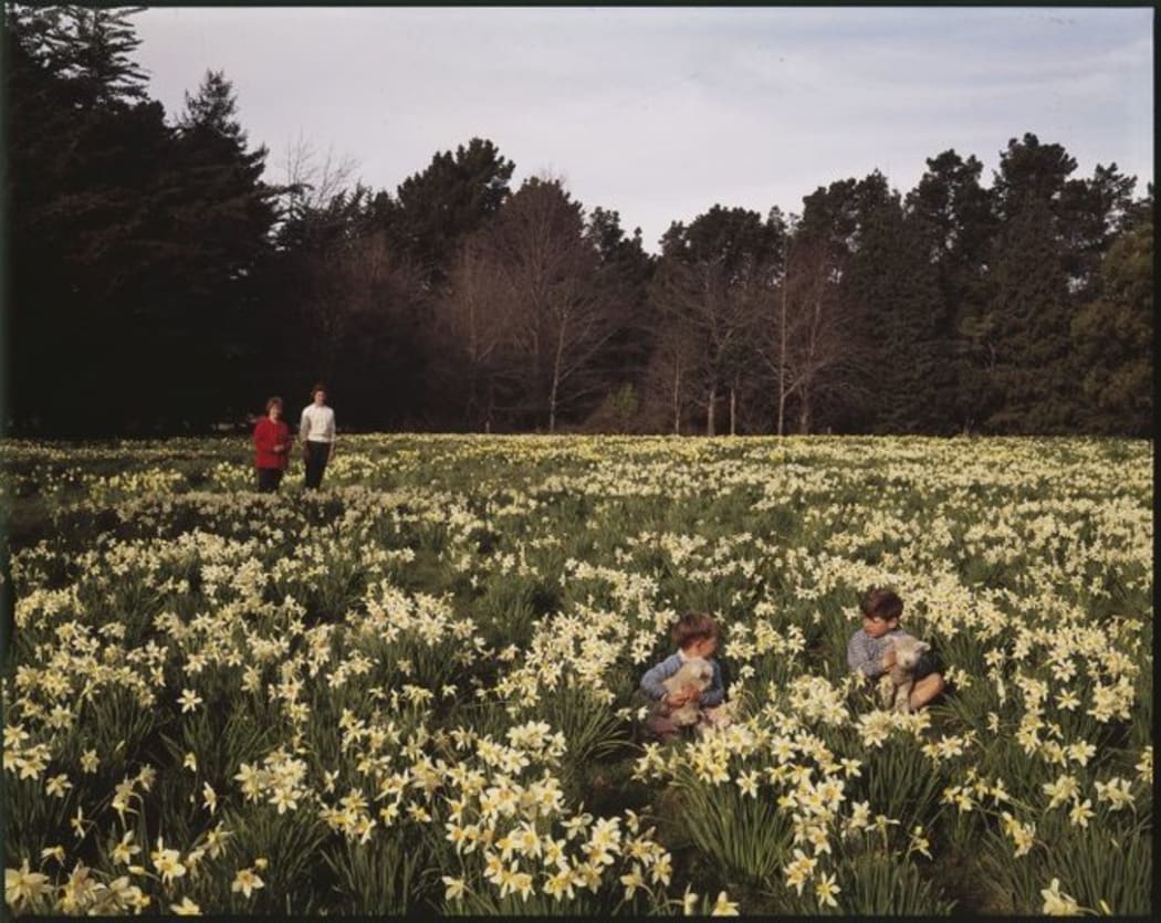Boys with Lambs in Carterton in the 1960's