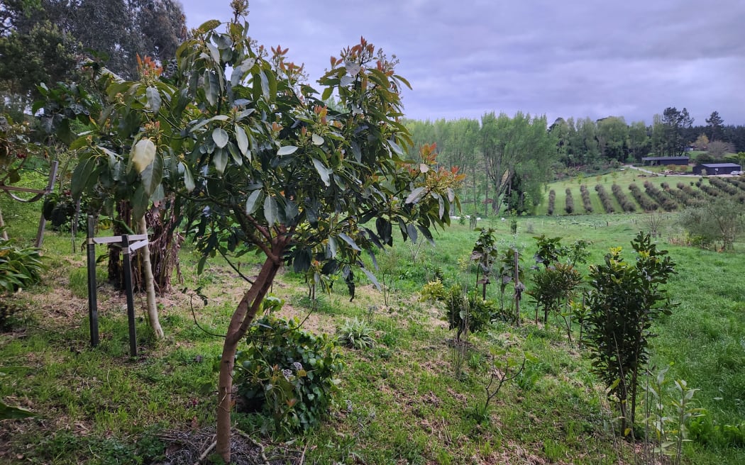 Alison studied the lay of the land and frost-free zones to trial a variety of sub tropical plants and trees