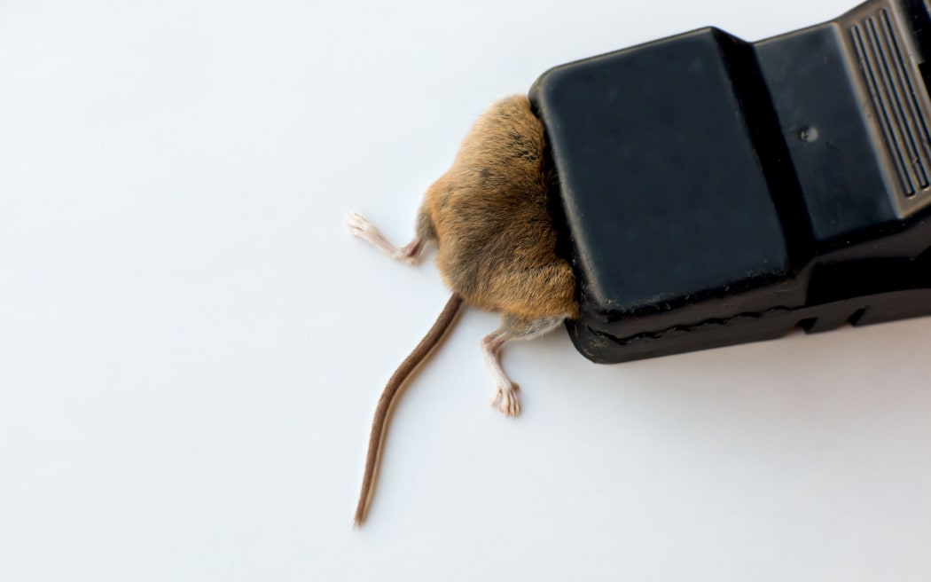 Trapped Mouse Close-up