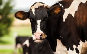 Cows in a paddock.