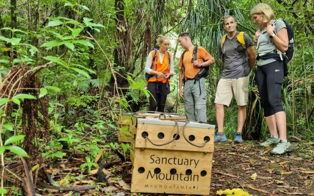 Volunteers prepare to take the kiwi into the bush at Kaitake.