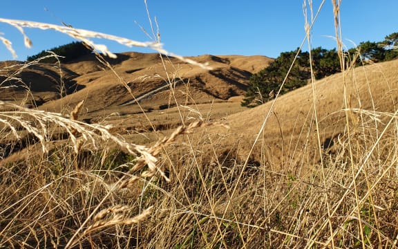 A parched paddock in southern Hawkes Bay