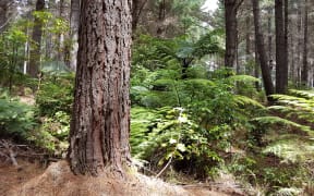 Juken New Zealand manages 15,000 hectares of forest plantations across Wairarapa and says it has a detailed plan to mitigate forest fire risk