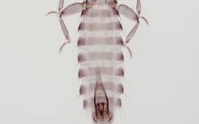 Apterygon mirum Clay 1961 collected North Island New Zealand
