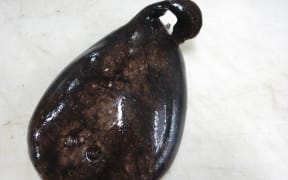 DoC's threatened species ambassador, Nicola Toki, talks about the blind electric ray or Typhlonarke aysoni.