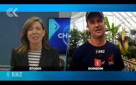 Stinky corpse flower blooms for first time in Dunedi