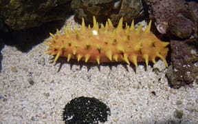 Sea Cucumber