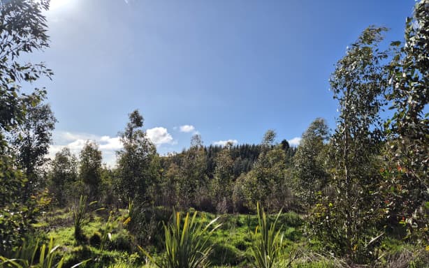 Country Life: Farming trees the Tāmata Hauhā way | RNZ