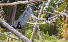 Spider Monkey