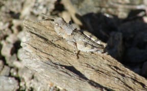 Sigaus Childi (grasshopper)
