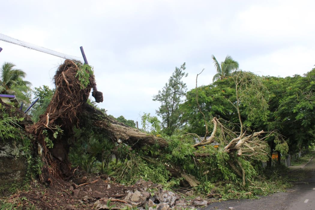 An uprooted tree in Fiji following category 5 Cyclone Winston.