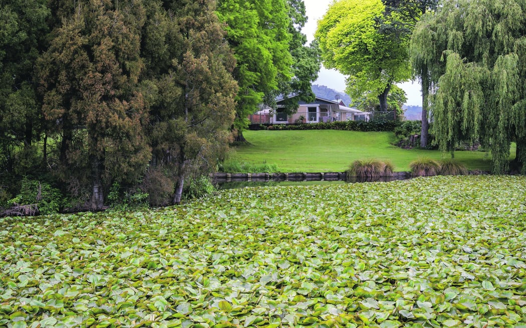 Invasive Mexican Water Lily has engulfed large sections of the lake, particularly near the King Street entrance, and is spreading throughout the lake.