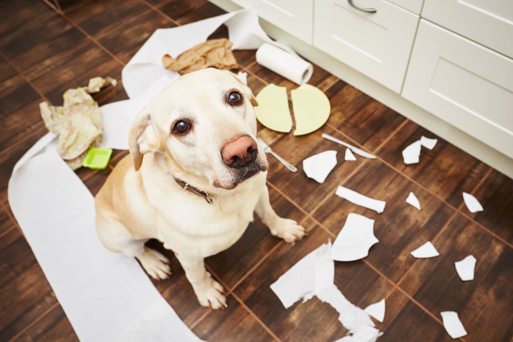 Bored and stressed dogs can cause damage to property and themselves.