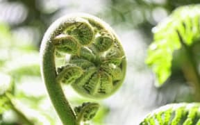 young fern frond