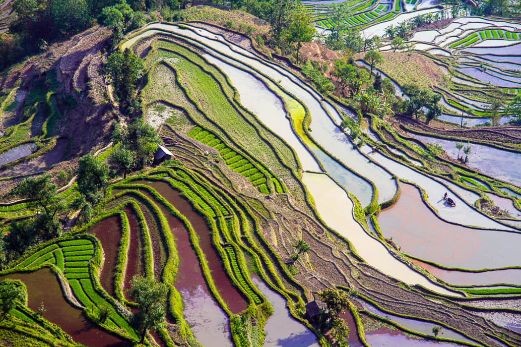 Rice Terraces, Yuanyang County, Yunnan
