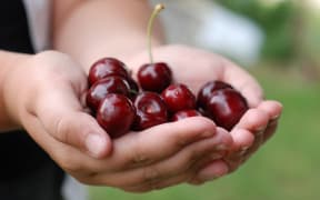 Picture of a two hands holding bunch of fresh cherries.