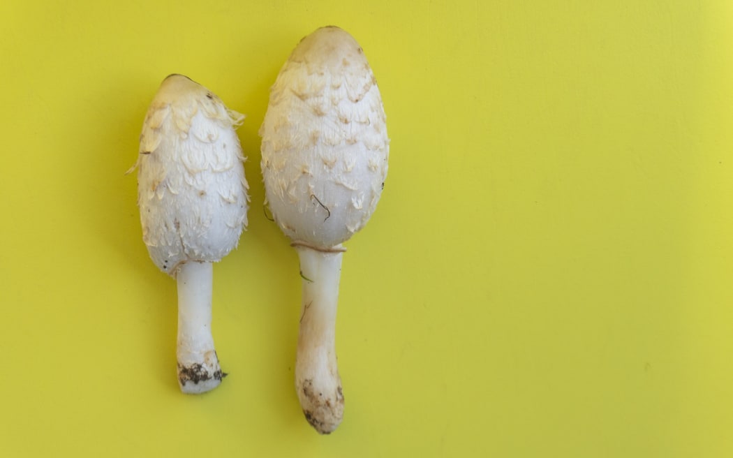 Shaggy Mane