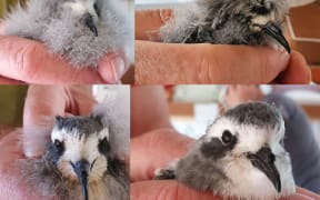 White-faced storm petrel chicks, from very downy to adult plumage.