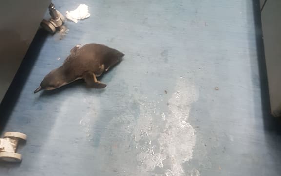 Penguins at Wellington sushi shop
