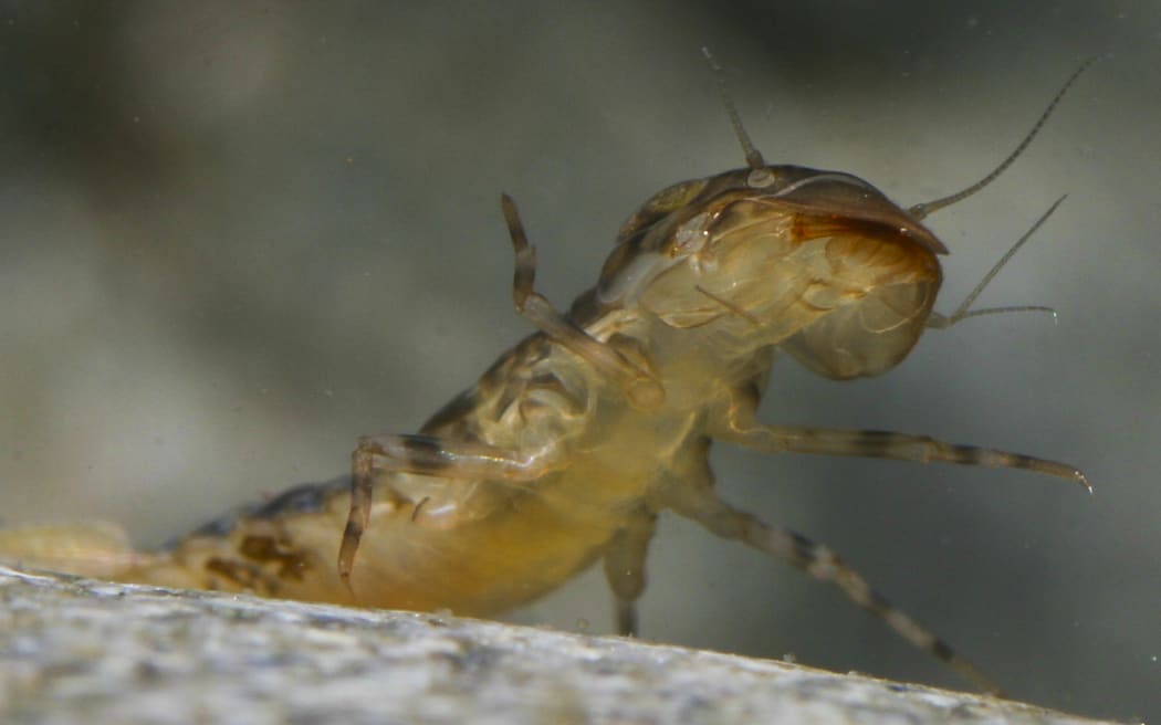 Amelotopsis mayfly