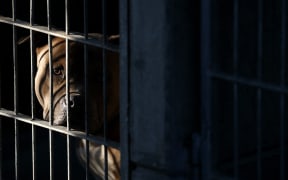 PASADENA, CALIFORNIA - JANUARY 10: A dog being sheltered at the Pasadena Humane Society looks out from its kennel on January 10, 2025 in Pasadena, California. Hundreds of pets have been displaced by the Eaton Fire and many residents have had to shelter their pets at the Pasadena Humane Society. The Eaton Fire has grown to over 13,000 acres and has destroyed over 5,000 homes and businesses. Five people have lost their lives in the fire.   Justin Sullivan/Getty Images/AFP (Photo by JUSTIN SULLIVAN / GETTY IMAGES NORTH AMERICA / Getty Images via AFP)