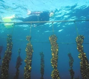 Ocean science