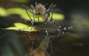 The disease-carrying Aedes notoscriptus mosquito