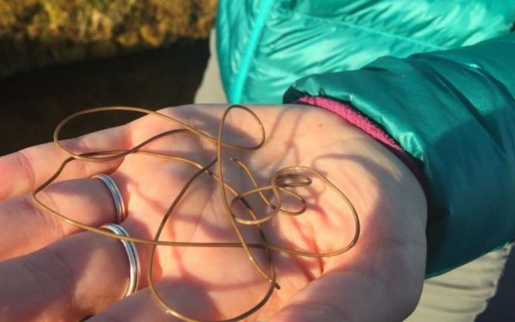 Hairworm