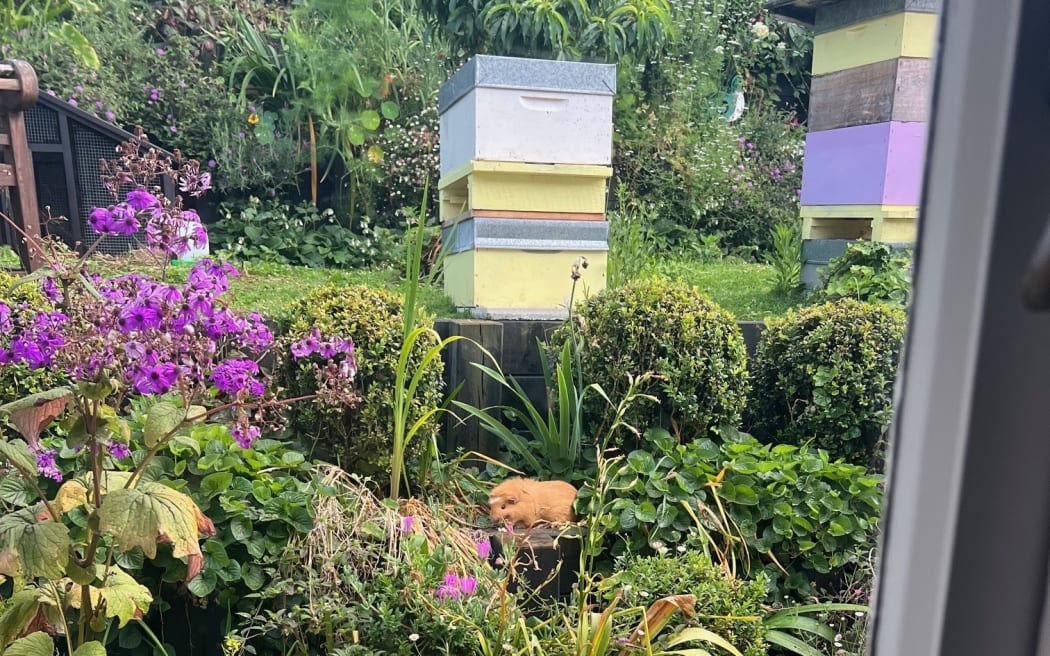 Permaculture garden complete with lawn mowing guinea pig