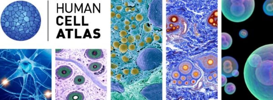 Human Cell Atlas banner