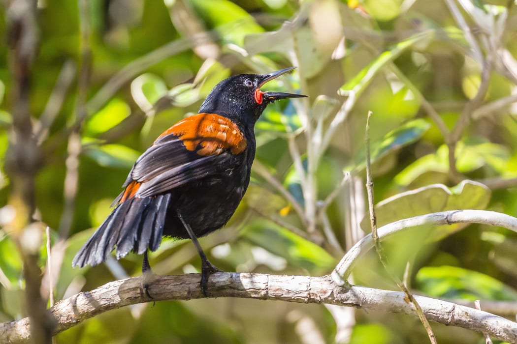 An adult South Island saddleback on Ulva Island, off Stewart Island.