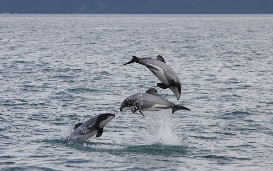 Hector's Dolphins at Cloudy Bay