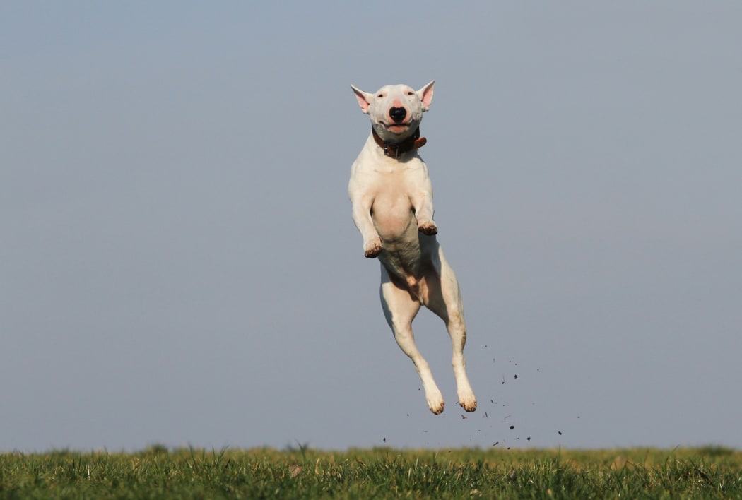 dog leaping