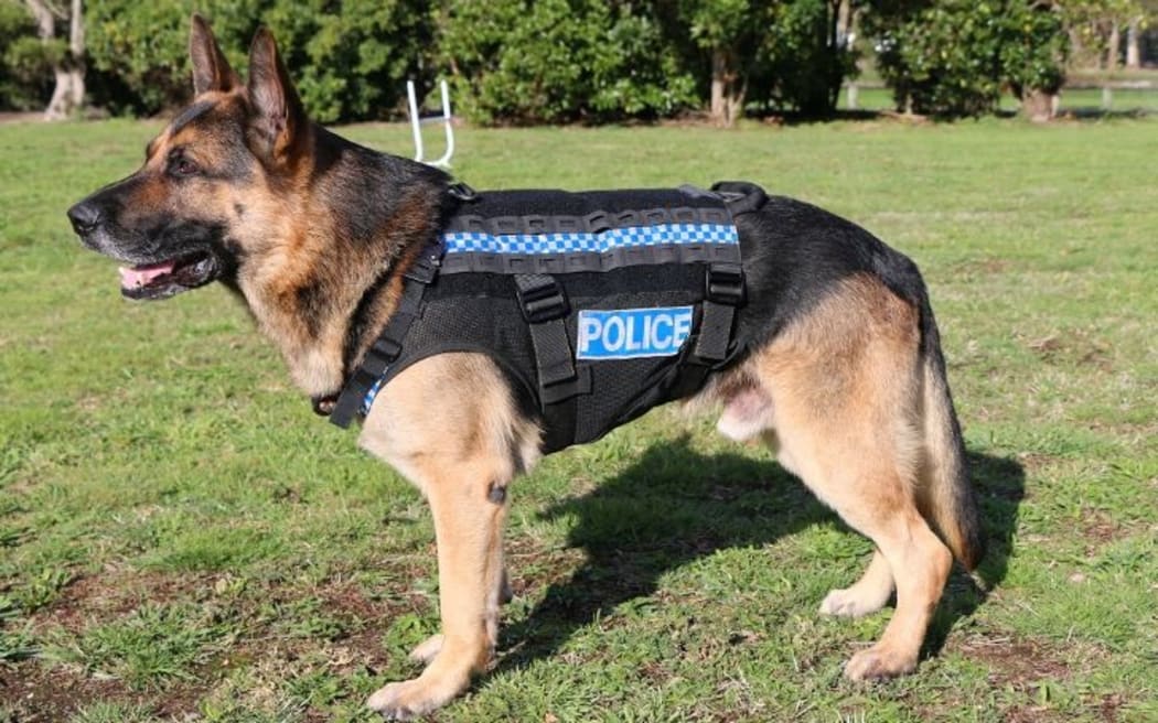 Police dogs will get better protection in the field with the roll-out of a stab resistant harness.