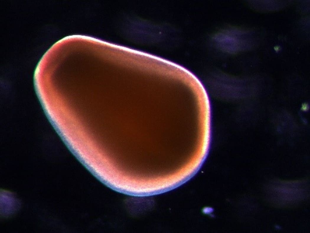 A swimming deep-sea coral larvae approximately 1.1 mm long x 0.8 mm wide, backlit to show internal structure and cilia. This is the first time the larvae of Goniocorella dumosa has been seen.