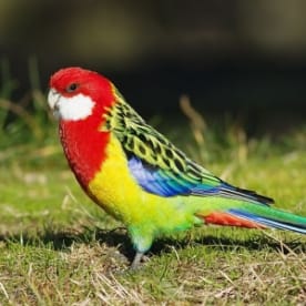Photo for Eastern rosella