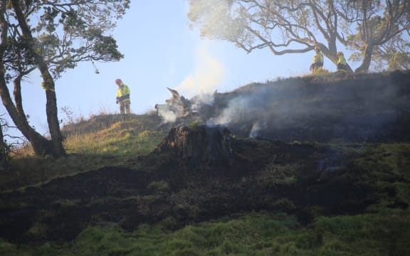 A charred stump on Mangere Mountain.