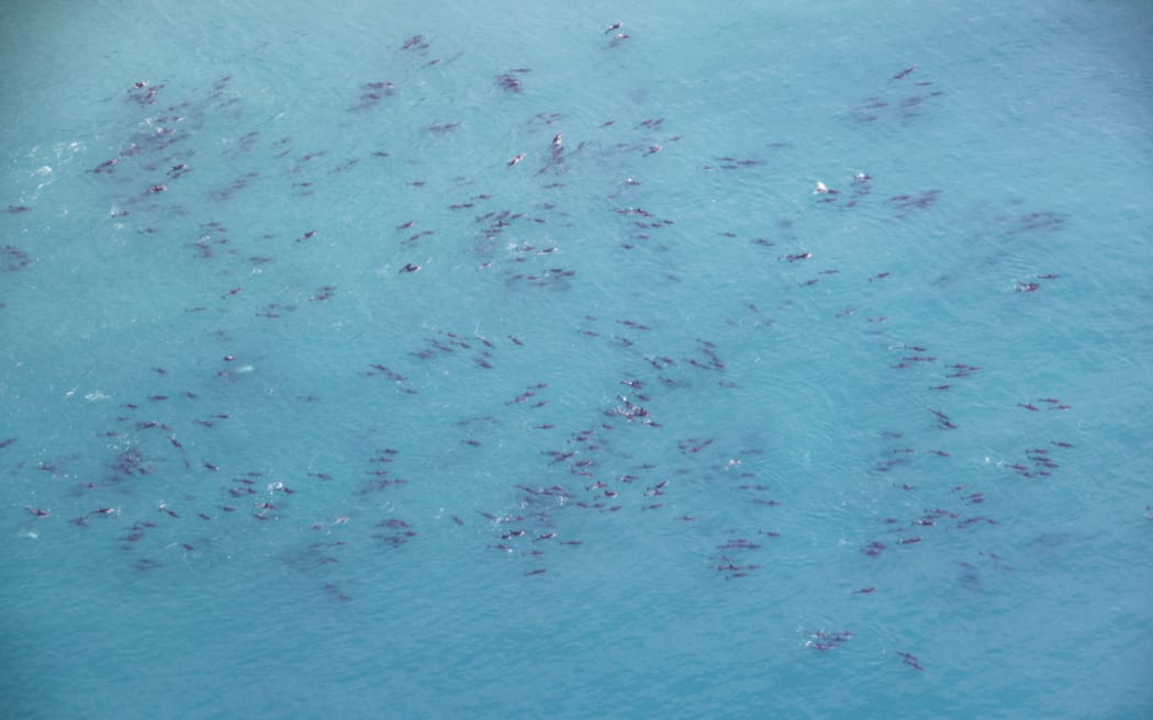 The huge pod of dolphins seen off the Kaikōura coast.