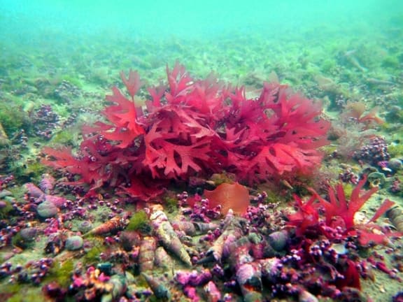 Bright red seaweed surrounded by cone shaped shellfish and algae on the seabed in the Marlborough Sound